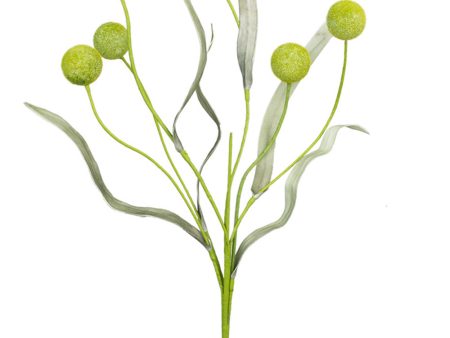 Botanical Lime Balls Stem 2276 Online Sale