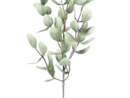 Botanical Sandollar Sage Stem 875 Hot on Sale